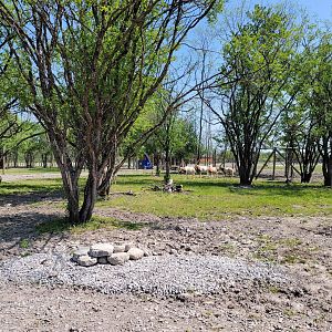 Wild Animal Park Safari - Scimitar oryx