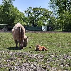 Wild Animal Park Safari - Newborn white bison