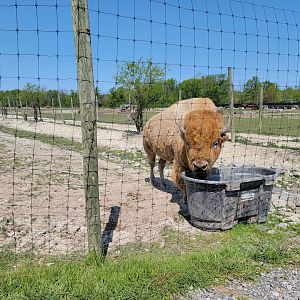 Wild Animal Park Safari - White bison male