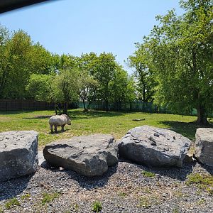 Wild Animal Park Safari - White rhinos