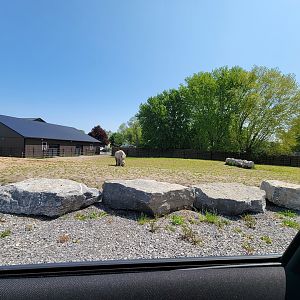 Wild Animal Park Safari - White rhinos