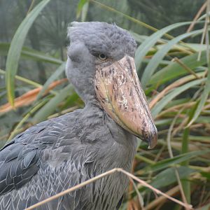 Shoebill