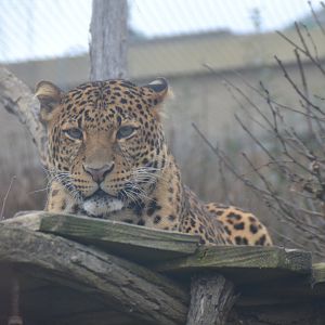 Javan leopard