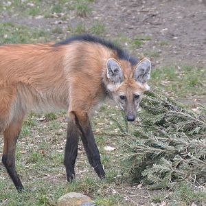 Maned wolf