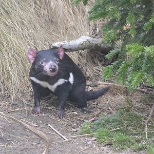 Tasmanian devil