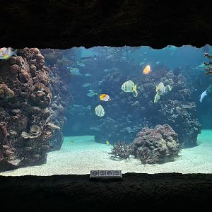 Ocean - Deeper lagune tank