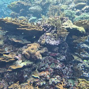 Ocean - Living reef tank