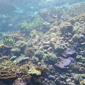 Ocean - Living reef tank
