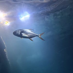 Ocean - (African?) Pompano