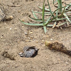 Desert - Montezuma quail dust bath