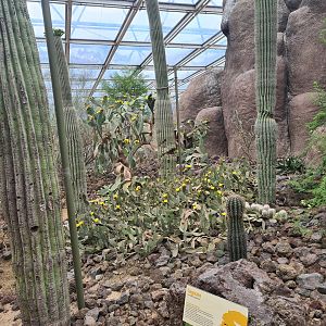 Desert - Blooming cacti