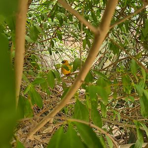 Desert - Yellow grosbeak
