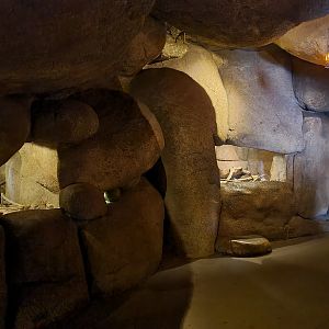 Desert - Nocturnal cavern