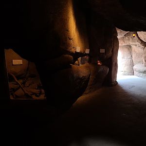 Desert - Nocturnal cavern