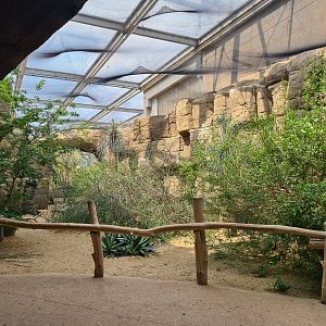 Desert - Canyon aviary main area