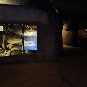 Desert - Second nocturnal cave