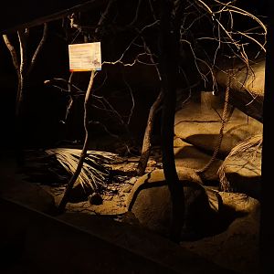 Desert - Ringtail enclosure