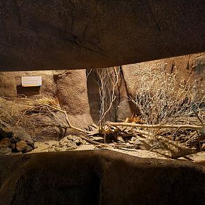 Desert - Cactus deermouse enclosure