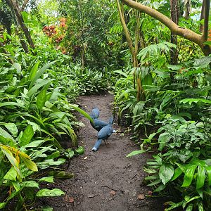 Bush - Victoria crowned pigeons