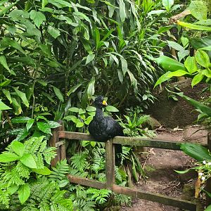 Bush - Great Curassow