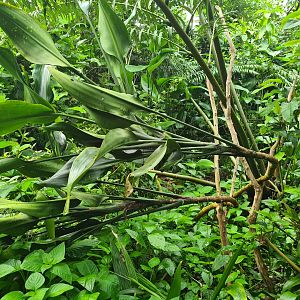 Bush - Dracaena Bushii