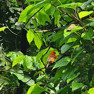 Bush - Madagascar red fody