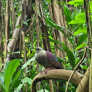 Bush - Crested quail dove