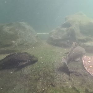 Bush - Spotted hypostomus