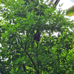 Bush - Rodriguez fruit bat