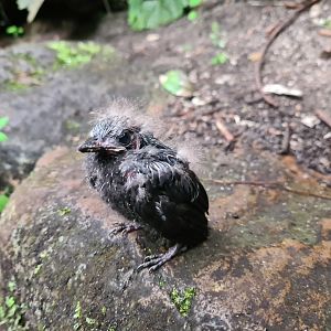 Bush - Asian fairy-bluebird chick