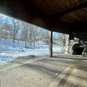 Amur Tiger Viewing Window
