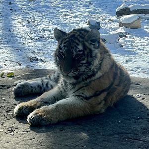 Amur Tiger