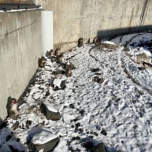 Japanese Macaques