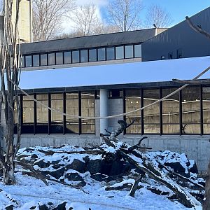 Japanese Macaque Exhibit