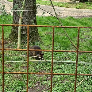 Park - Swamp wallaby
