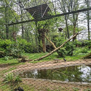 Park - Cinerous vulture aviary