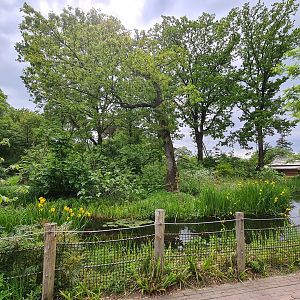Park - Peruvian squirrel monkey and South American coati island
