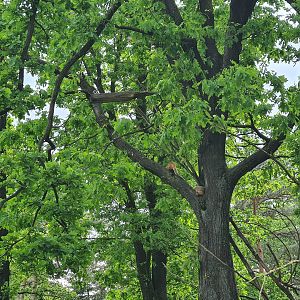 Park - South American coati