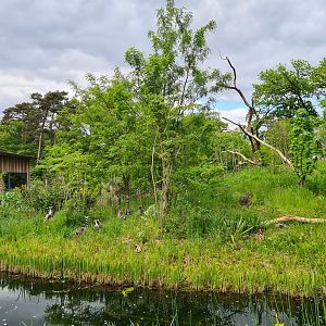 Park - Black and Ring-tailed lemur island