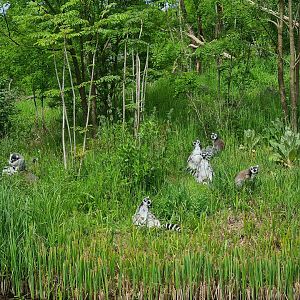 Park - Ring-tailed lemurs