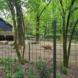 Park - "New" hog deer enclosure