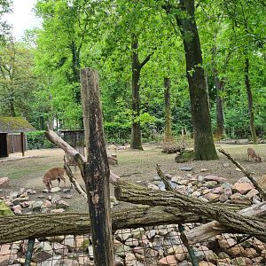 Park - "New" hog deer enclosure