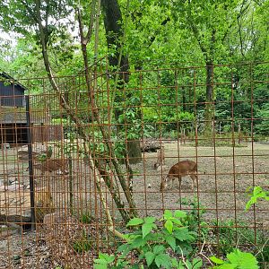 Park - "New" hog deer enclosure