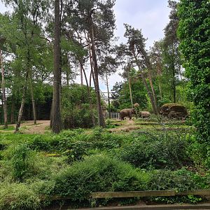 Park - Asian elephant enclosure