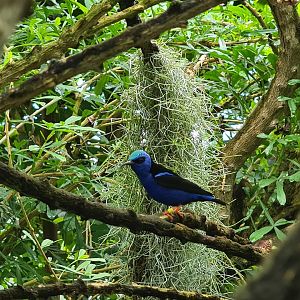 Mangrove - Red-legged honeycreeper