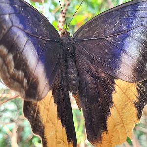 Mangrove - Banded owl butterfly