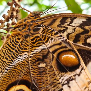 Mangrove - Banded owl butterfly