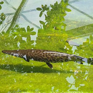 Mangrove - Tropical gar