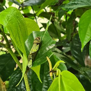 Mangrove - Caterpillar