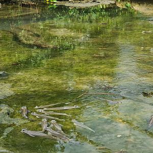Mangrove - Four-eyed fish on the mudflats